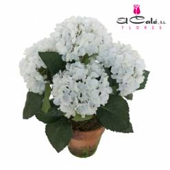 P. Hortensia Schneeball 13/40cm x6  6-Tall.