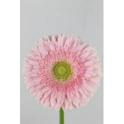 Gerbera Hol. Romella Rs. "T25" (7 Dias - 2)