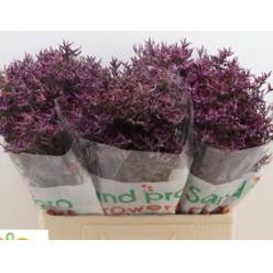 Limonium Hol. Saf. Dark blue 60cm 25gr "T25"