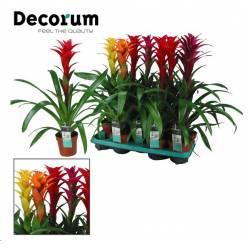 P. Guzmania Mixta XXL 13/60cm x9-Decorum-