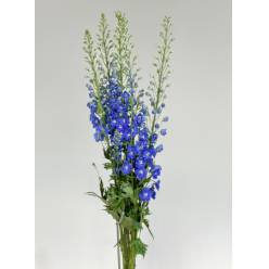 Delphinium Nac. Azul 120cm (7 Dias - 2)