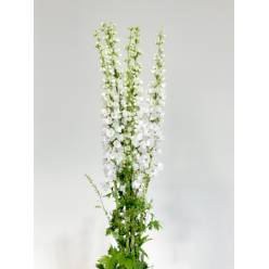 Delphinium Nac. Blanco 120cm (7 Dias - 2)