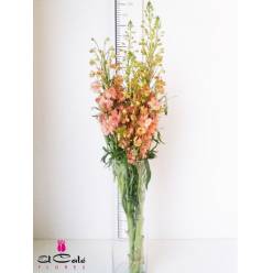 Delphinium Nac. Salmon 80cm (7 Dias - 2)