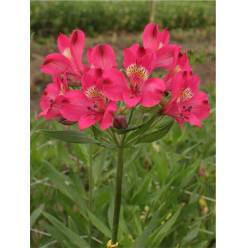 Alstroemeria Col. Select Fucsia (7 Dias - 2)