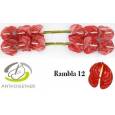 Anthurium Hol. Rambla x16 Rj. (7 Dias - 2)