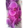 Phalaenopsis Beau Monde x25 (7 Dias - 2)