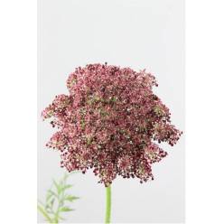 Ammis Daucus Dara 60cm Gr. (7 Dias - 2)