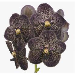 Vanda Choco Brown x16 (7 Dias - 2)