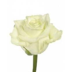 Rosa Hol. White Naomi 55cm x10 B1 (7 Dias - 2)