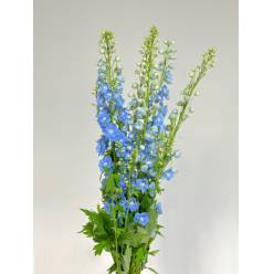 Delphinium Nac. Azul Claro 100cm (7 Dias - 2)