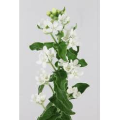 Oxypetalum Perfect White Harmony 50cm "T25"