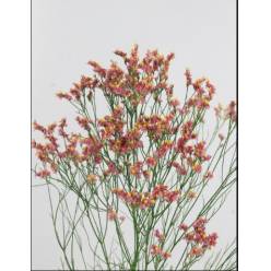 Limonium Hol. Max Diamon 60cm 20gr "T25" Ocre