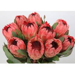 Protea Silvia 50cm