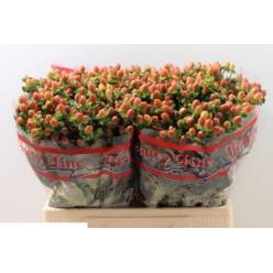 Hypericum Hol. Globo Coral 70cm "T25"