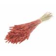 Trigo Seco Rojo Purpurina Roja 65cm (150 Tallos)