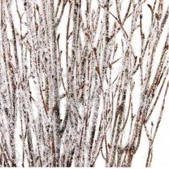 Birch Natural con Nieve 60cm (x10 Tallos)