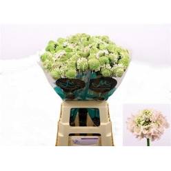 Scabiosa Atro Vanilla Bon Bon Scoop 70cm x10