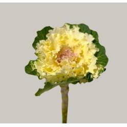 Brassica Hol. White Lady 70cm x5