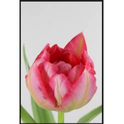 Tulipan Hol. Doble Flash Point 40cm Rs. "T10"