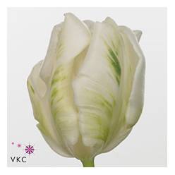 Tulipan Hol. Blanco Super Parrot 40cm