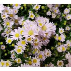 Aster Hol. Claudia 80cm 35gr x25 Rs/Mal.