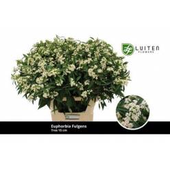 Euphorbia Quicksilver 80cm x10 (15cm flor) Bl.