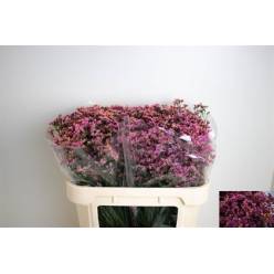 Limonium Hol. Sin Blush Diamond 60cm 20gr "T25" Fuc.