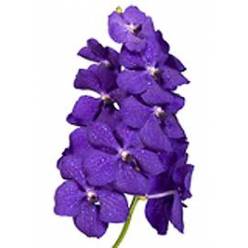 Vanda Tayanee Blue x16 (7 Dias - 2)