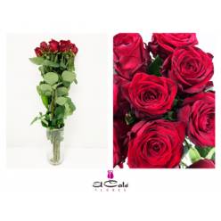 Rosa Hol. Red Naomi 60cm x10 B1 (7 Dias - 2)