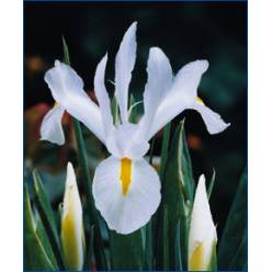 Iris White Magic 55cm 25gr "T50"