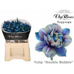 Tulipan Hol. Tint. Doble Bubble 40cm "T50"