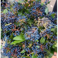 Viburnum Italia With Berry 55cm 250gr