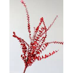 Eucalipto Baby Pintado Metal Red 70cm 200gr