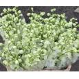 Delphinium Century White 80cm "x10 tallos" (7 Dias - 2)