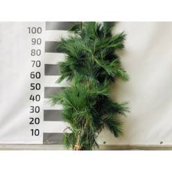 Pinus Strobus 100cm 500gr Bs