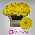 Gerbera Mini Hol. Moreno x20 Am (7 Dias - 2)