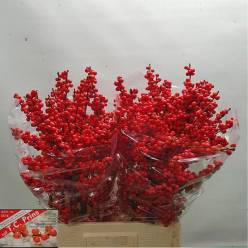 ILEX Magical Suprem Red 70cm