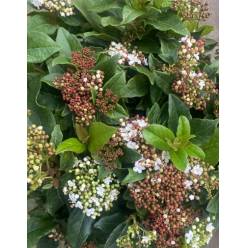 Viburnum Macrophyllum Italia 60cm 200gr