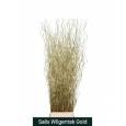 Salix Pintado Oro 140cm x10