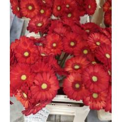 Gerbera Mini Hol. Tintada Roja "T20"