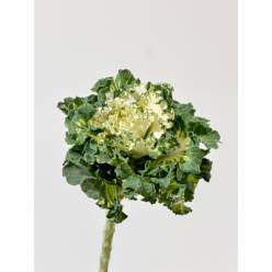 Brassica Nac. Blanca Rizada 60cm (7 Dias - 2)