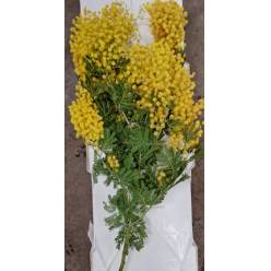 Mimosa Italia Gaulois 55cm 150gr