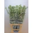 Delphinium Hol. El Guard White 80cm "x10 tallos" (7 Dias - 2)