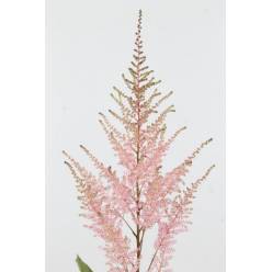 Astilbe Erika 65cm x10 "Marginpar"