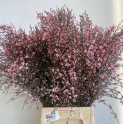 Ginestra Tintada Pink 70cm 400gr