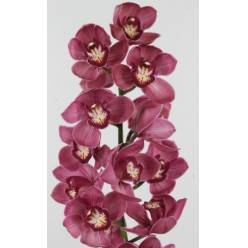 Cymbidium Valentine 80cm Mo. (7 Dias - 2)