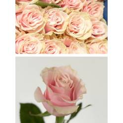 Rosa Col. Pink Mondial 50cm Rs.