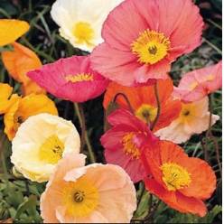 Papaver Flor Rosa "T25"