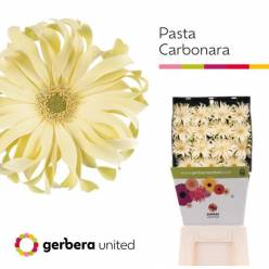 Gerbera Hol. Pasta Carbonara "T15" "Aquapack"