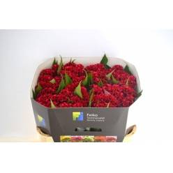 Celosia Cresta Act Dara 70cm x5 Rj.